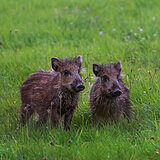 Wild boars